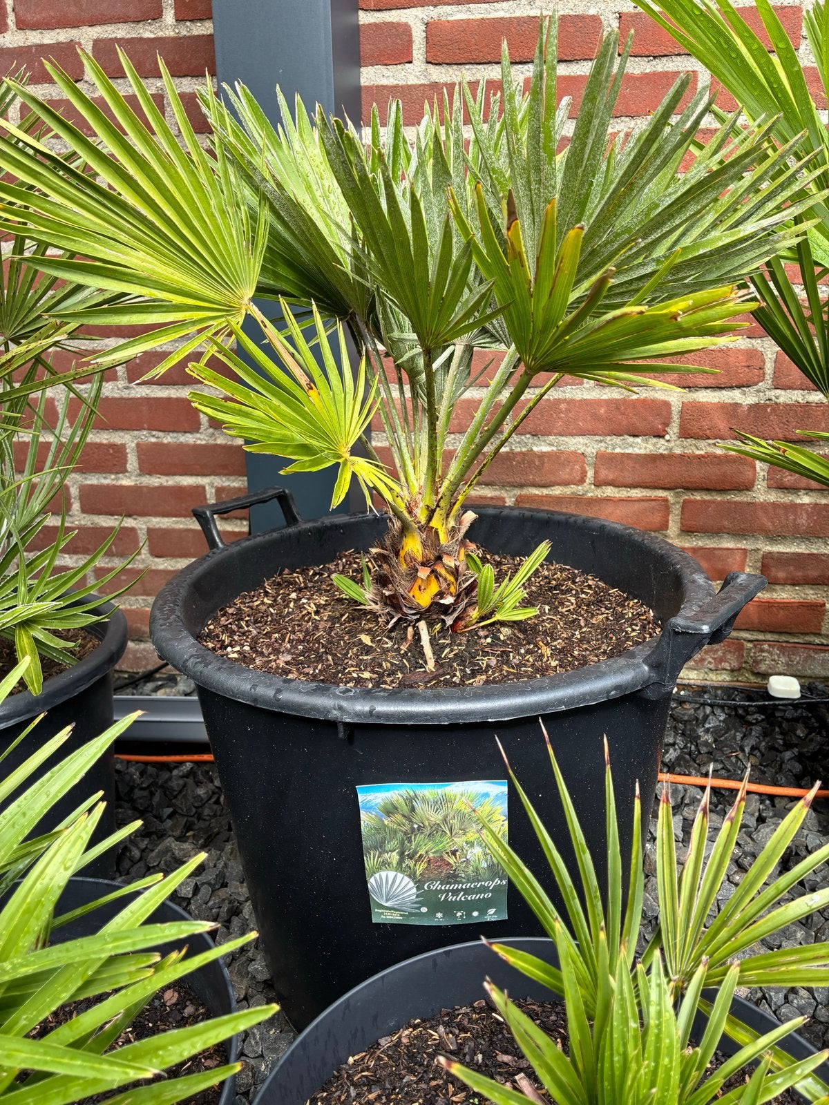 Winterharde Chamaerops Vulcano Palmboom - Exotisch & Sterk