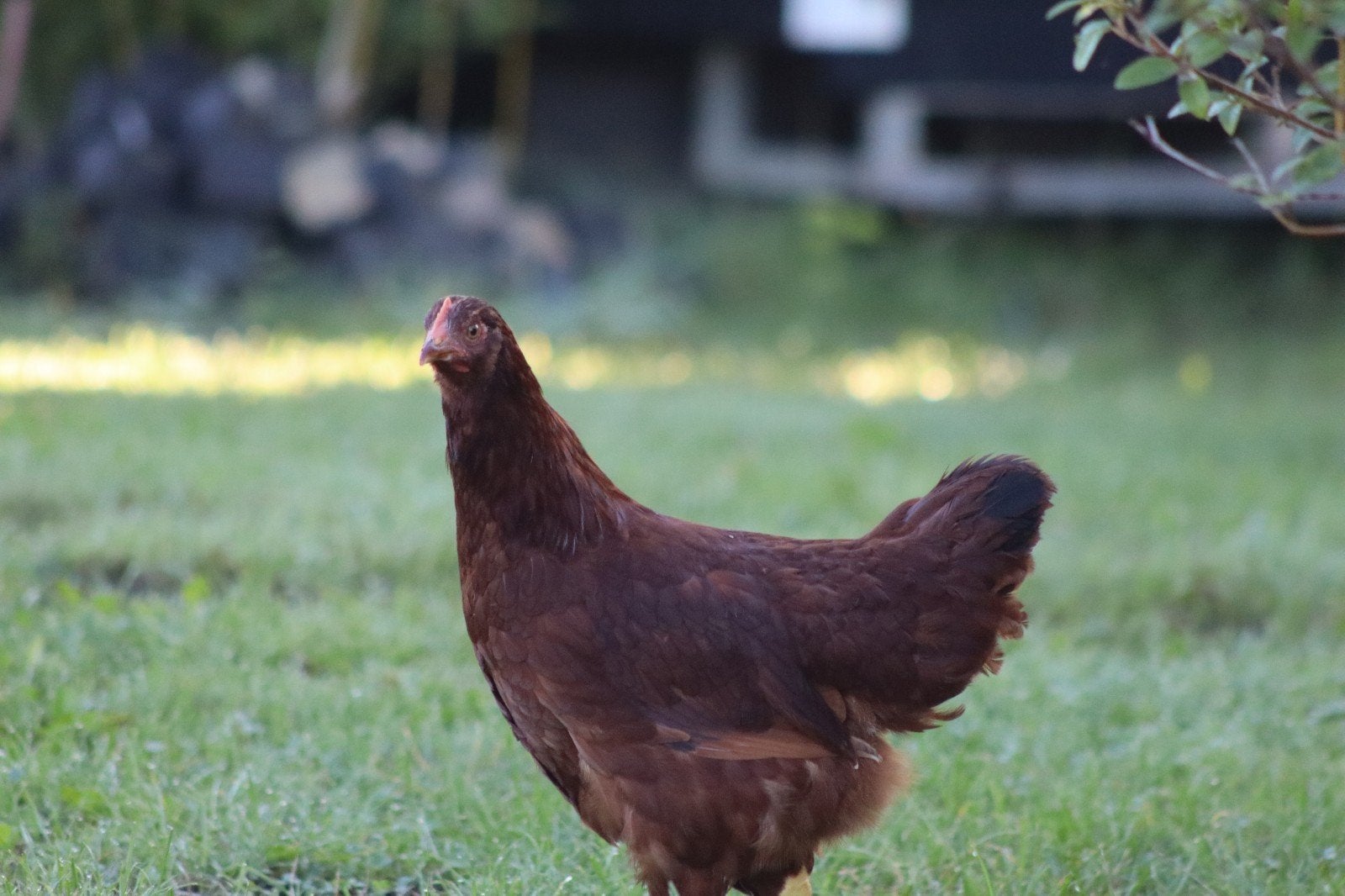 3 Rhode Island Red hennen te koop, Vrouwelijk, Kip
