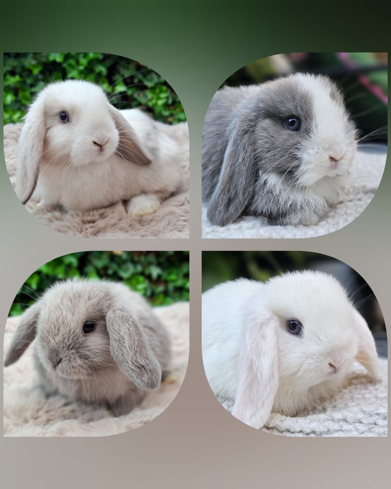 Mooie dwergkonijntjes NHD/ minilop, Dieren en Toebehoren, Konijnen, Hangoor