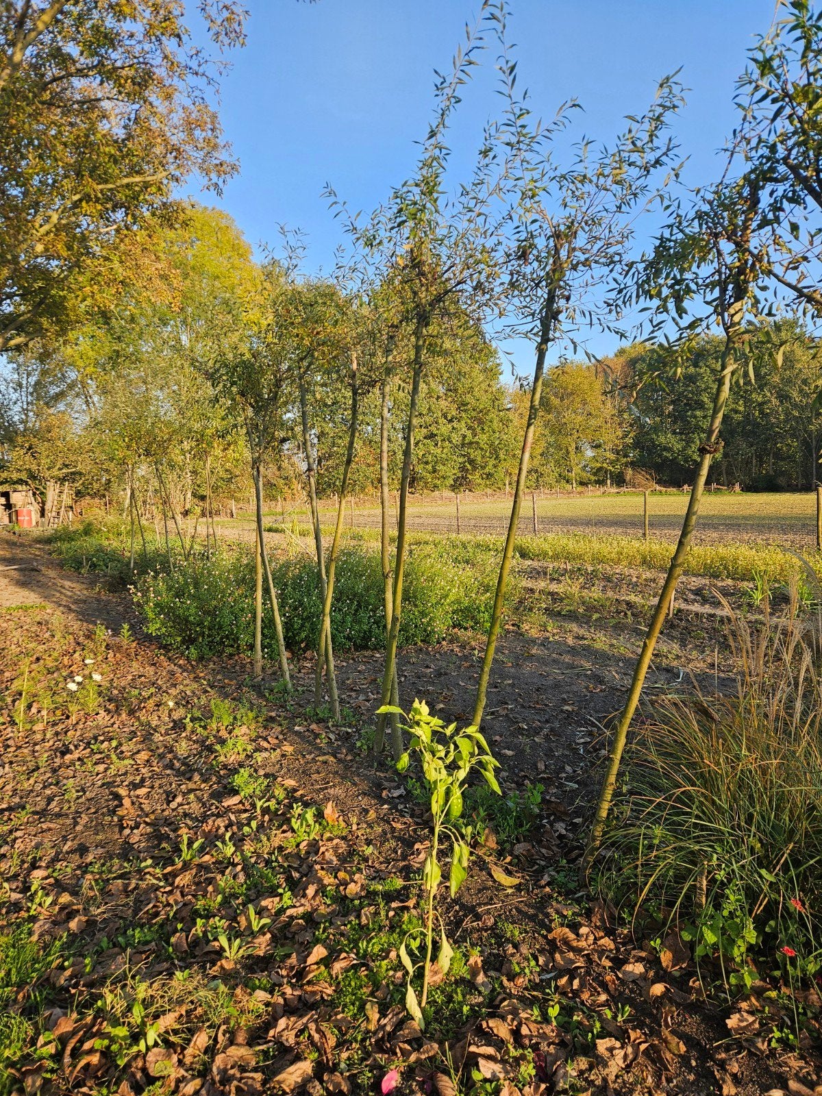 knotwilgen wilgen 4 jaar oud, Ophalen