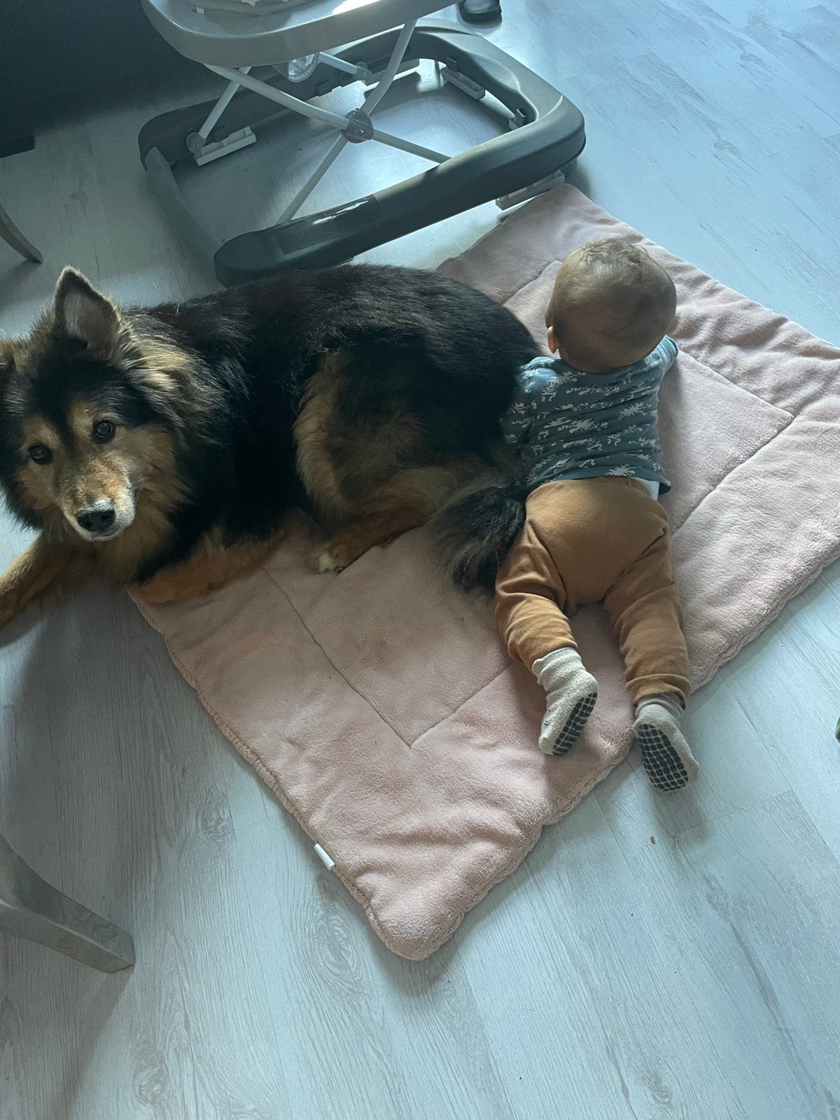 Diego van bijna 11 ter adoptie, 6 jaar of ouder, Particulier, Rabiës (hondsdolheid), Reu