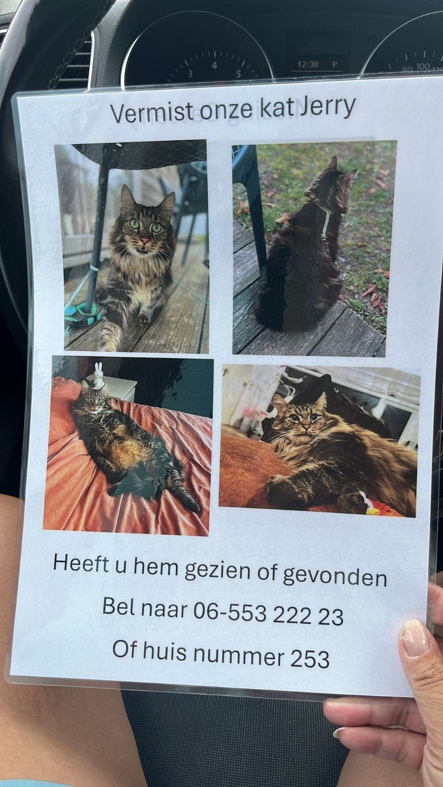 GEVONDEN!!, Dieren en Toebehoren, Vermiste en Gevonden Dieren, Kat