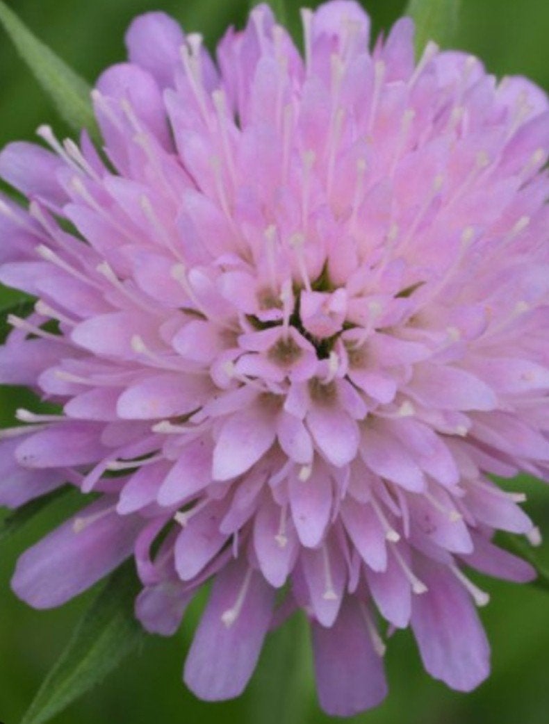 Knautia arvensis P9 - Duifkruid - 250 stuks op voorraad, Tuin en Terras, Overige soorten, Volle zon, Vaste plant, Ophalen of Verzenden