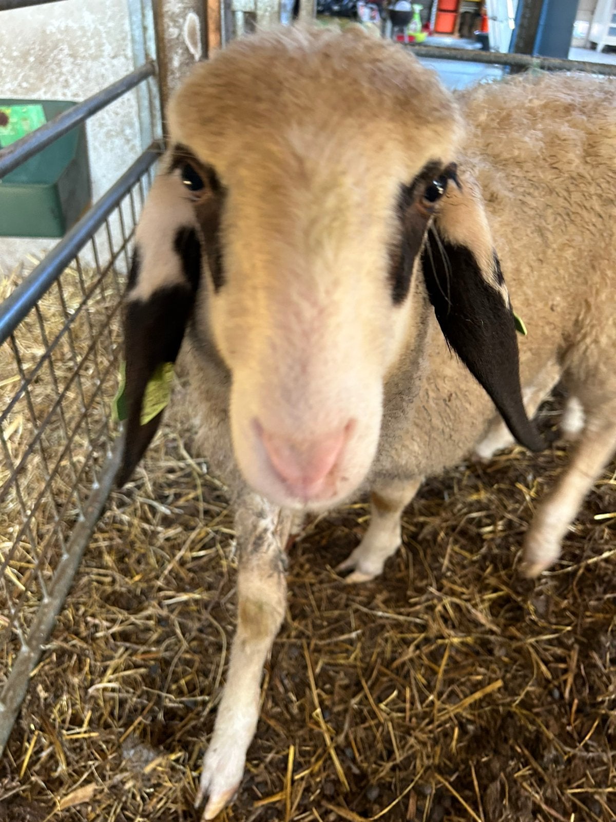 Brilschaap karintisch brilschaap ram, Mannelijk, Schaap