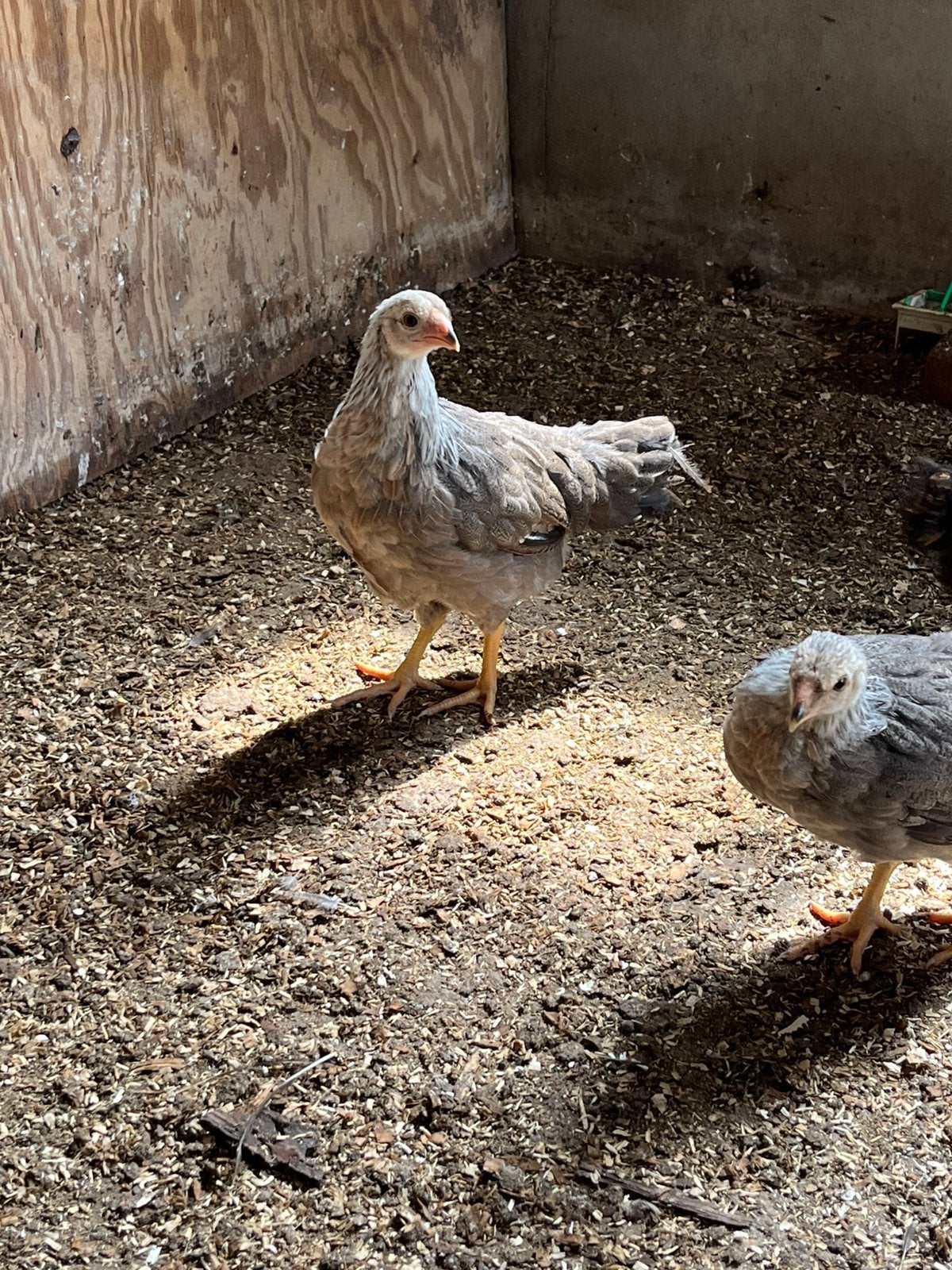3 jonge twentse hoen zilverpatrijs hennetjes (groot), Vrouwelijk, Kip