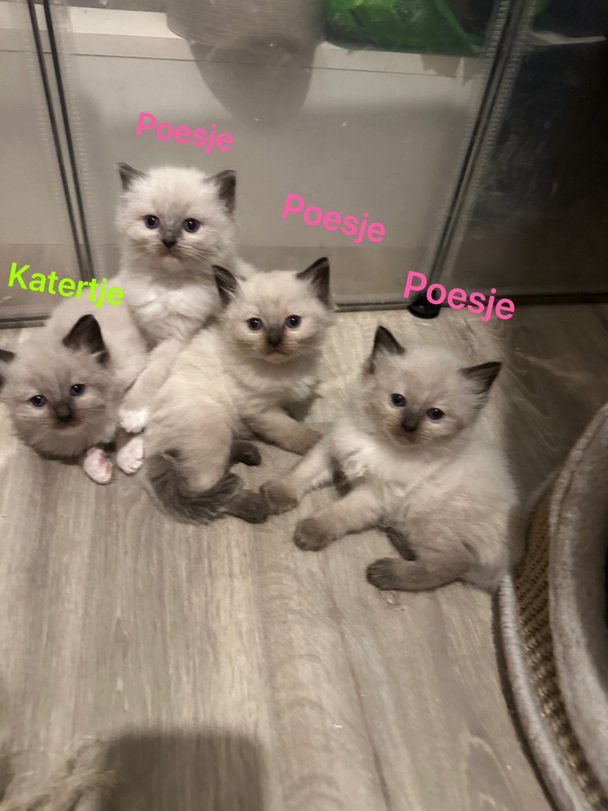 Prachtige ragdoll kittens te koop 100% prachtige ragdoll, Meerdere dieren, Ontwormd