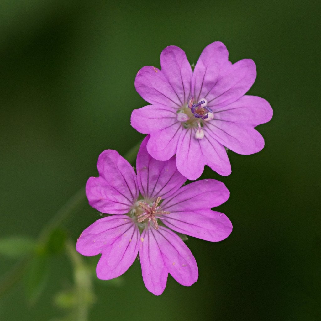 Zaden bermooievaarsbek (Geranium pyrenaicum) - inheems, bio, Ophalen of Verzenden, Najaar, Volle zon, Zaad