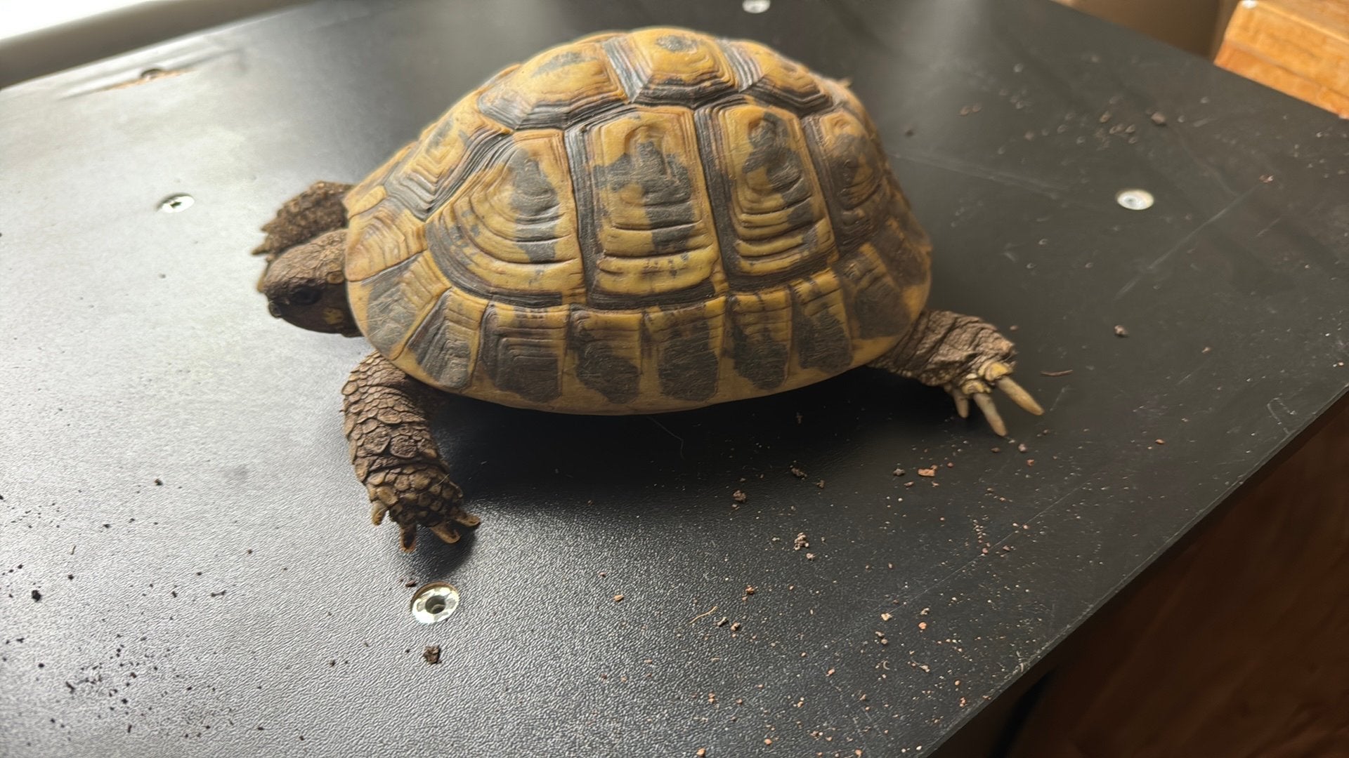 Testudo Herm. Hermanni vlw vrouw Tortoise photo 2