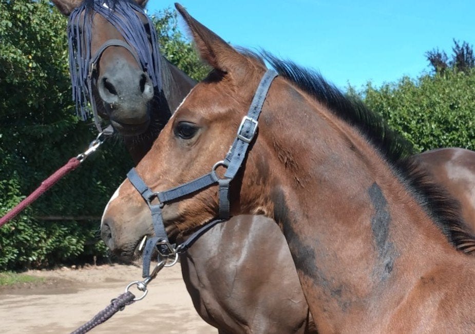 hengstveulen Newmarket VM x Floris TN, Springpaard, Minder dan 160 cm, Met stamboom, Niet van toepassing