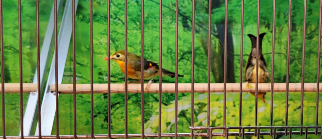 Japanse nachtegalen koppel uit 2025., Meerdere dieren, Geringd