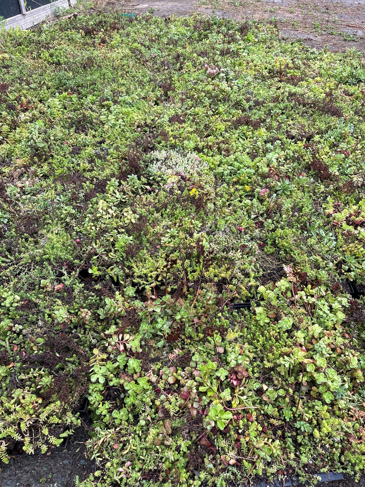 Grote nieuwe partijen Sedum trays - Groendak, Bodembedekkers, Volle zon, Vaste plant, Ophalen of Verzenden