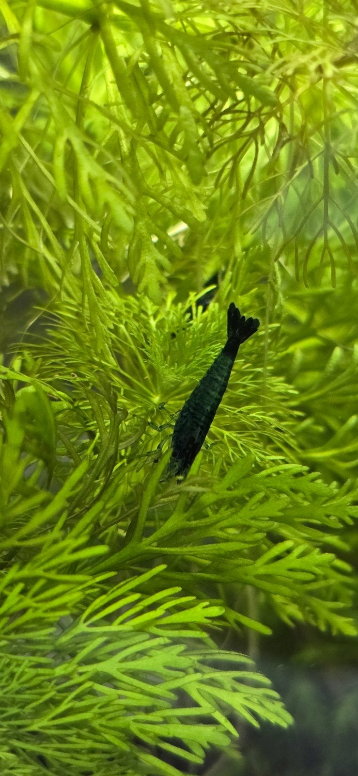 Raszuivere Blue Velvet garnaaltjes, p/s €1,50 of 10/s €12,50, Dieren en Toebehoren, Vissen | Aquariumvissen, Kreeft, Krab of Garnaal