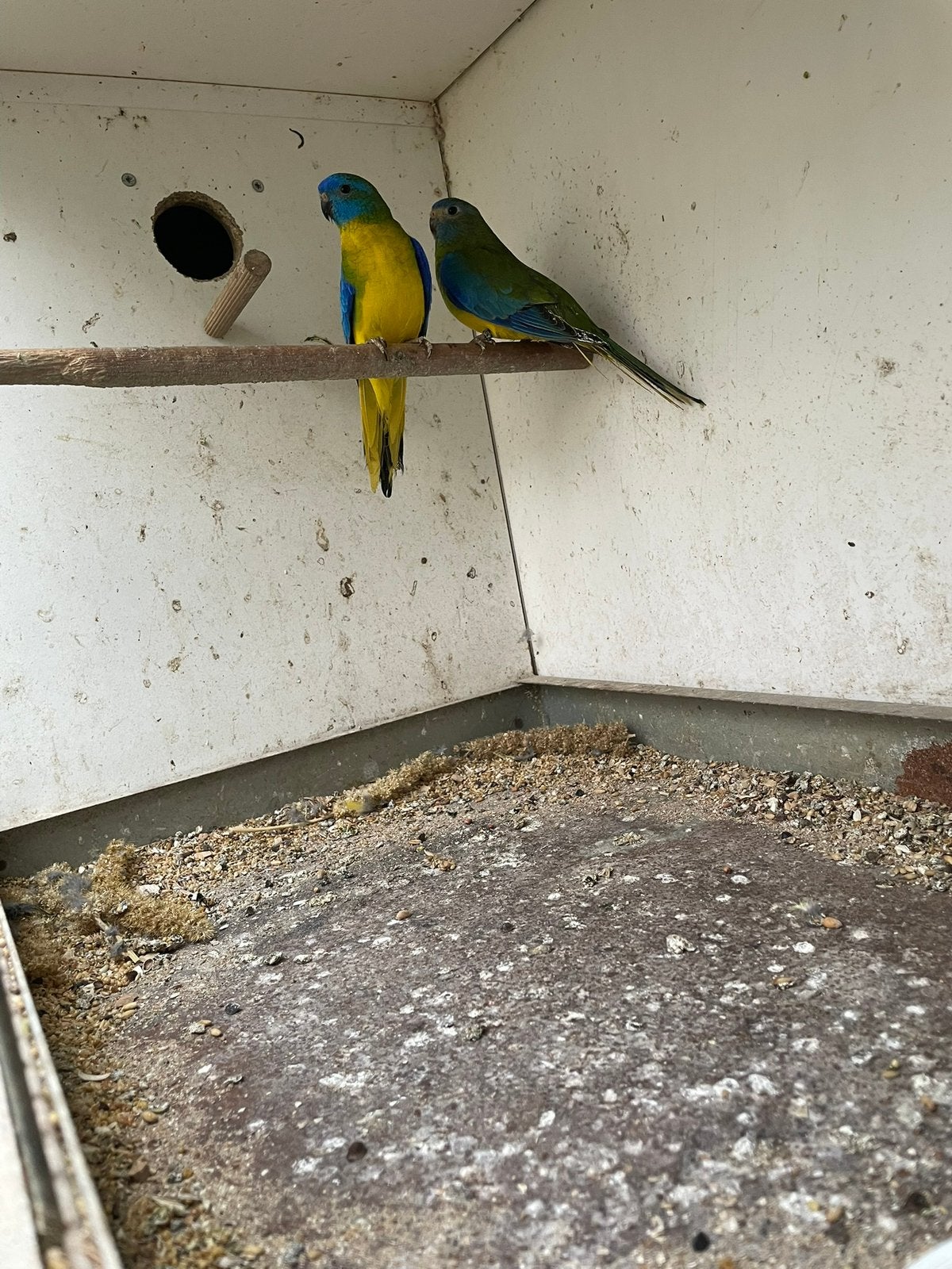 Koppel turquoisine., Dieren en Toebehoren, Vogels | Parkieten en Papegaaien, Meerdere dieren, Parkiet