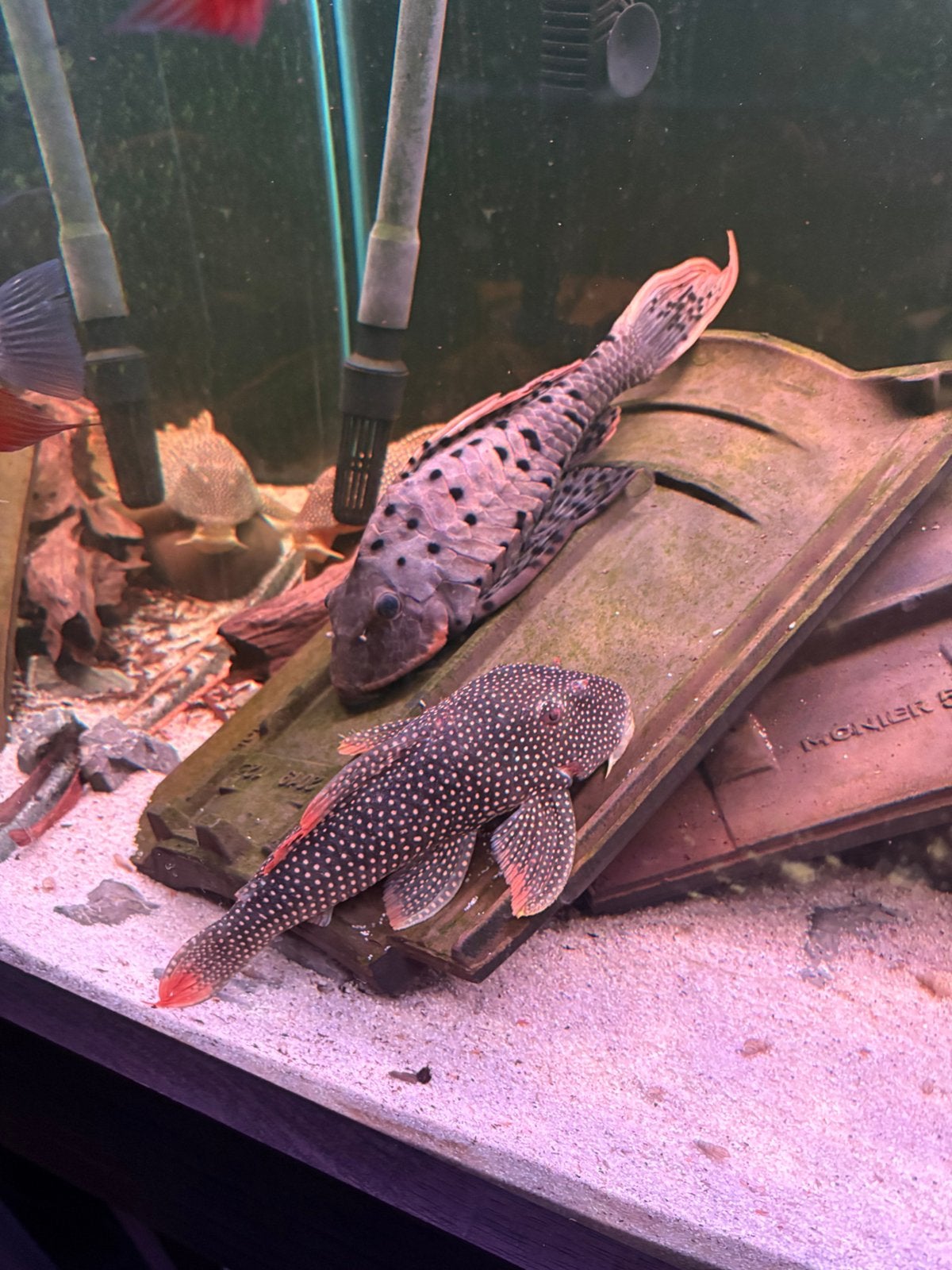 Super Aanbieding! L095 Orange Cheek Pleco, Dieren en Toebehoren, Vis, Zoetwatervis