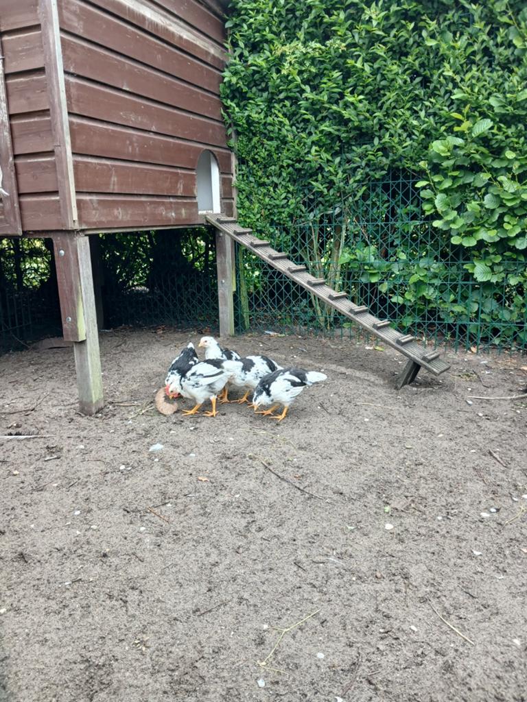 Bonte leghorn kuikens te koop, Dieren en Toebehoren, Vrouwelijk, Kip
