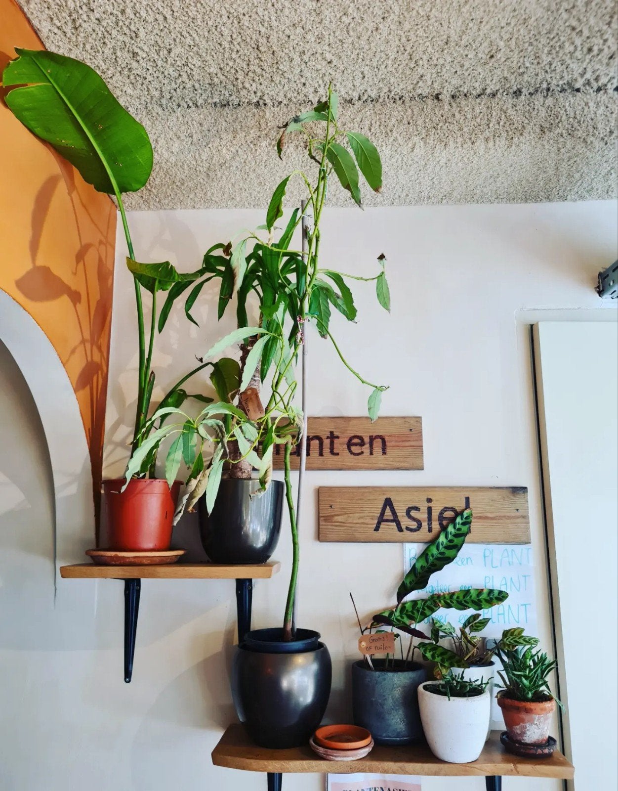 Gratis grote planten in het plantenasiel!, Huis en Inrichting, Ophalen