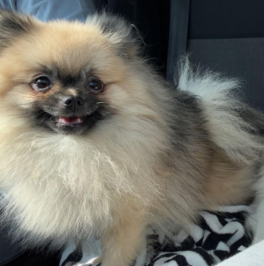 Pomeriaan reu bearface mini., Eén hond, 3 tot 5 jaar, Nederland, Particulier