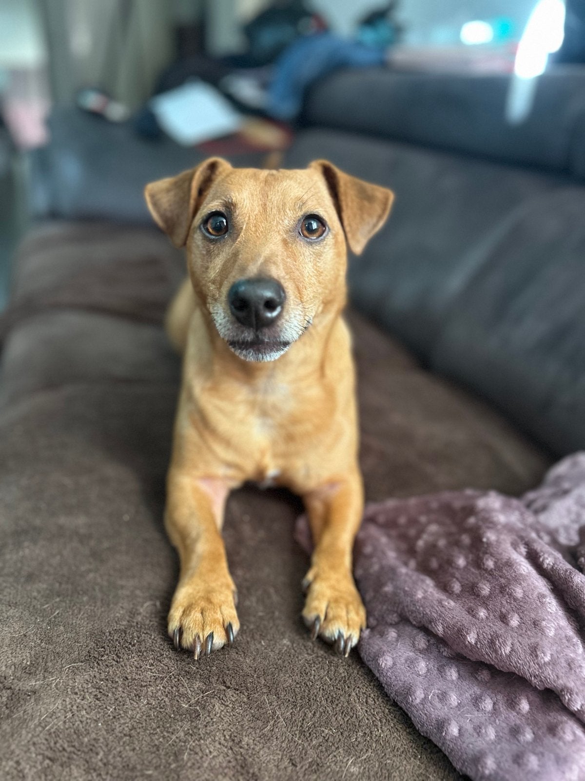Jackrussel, Dieren en Toebehoren, Honden | Jack Russells en Terriërs, Reu, Jack Russell Terriër, Particulier, Eén hond, Nederland