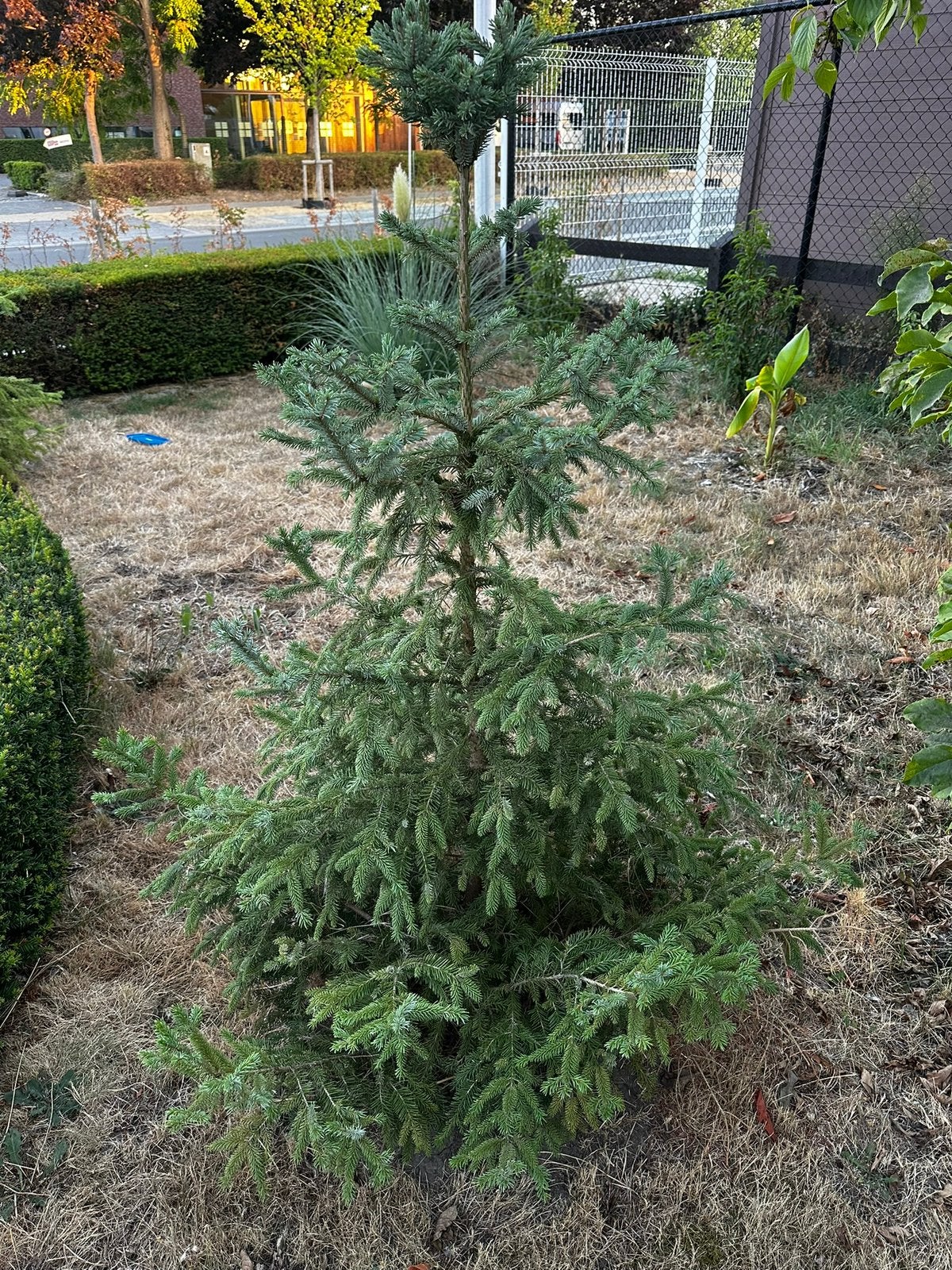 Gratis 2 stucks Picea Omorika (rond 140 cm hoog), Ophalen, Bloeit niet, Halfschaduw, Overige soorten