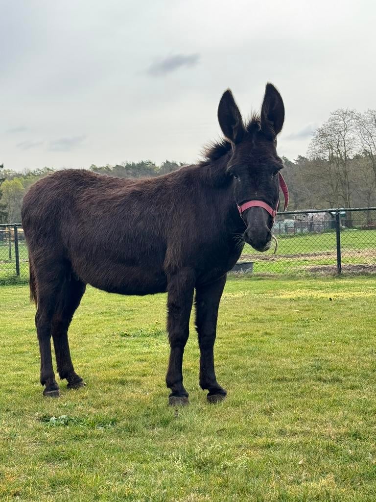 super lieve ezel merrie, Dieren en Toebehoren, Overige Dieren, Maart, Vrouwelijk