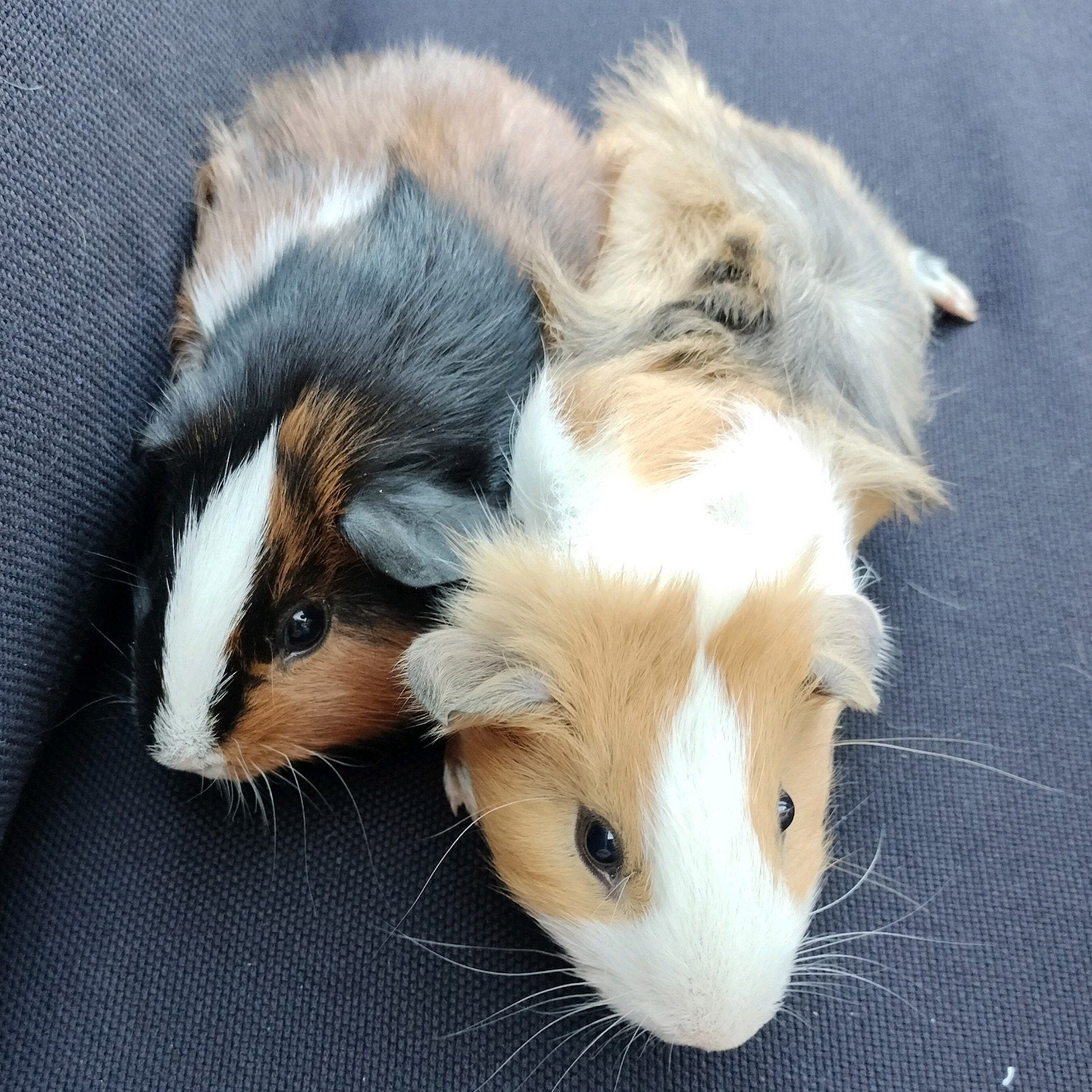 Baby cavia's, Ophalen, Overige soorten, Overige typen