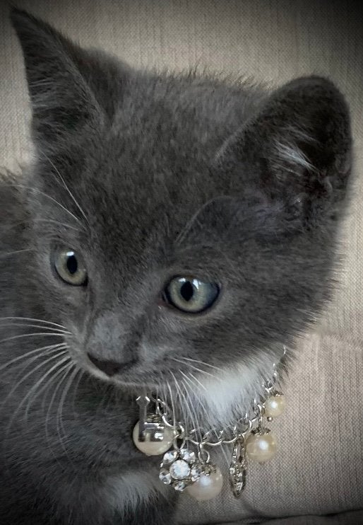 Blauwe rus kitten poesje van 8 wkn, Poes, Ontwormd, 0 tot 2 jaar