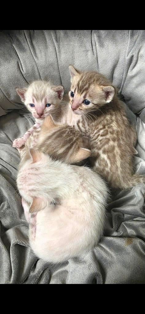 Bengaal kittens, Dieren en Toebehoren, Katten en Kittens | Raskatten | Korthaar, Meerdere dieren, Gechipt, Ontwormd, Ingeënt