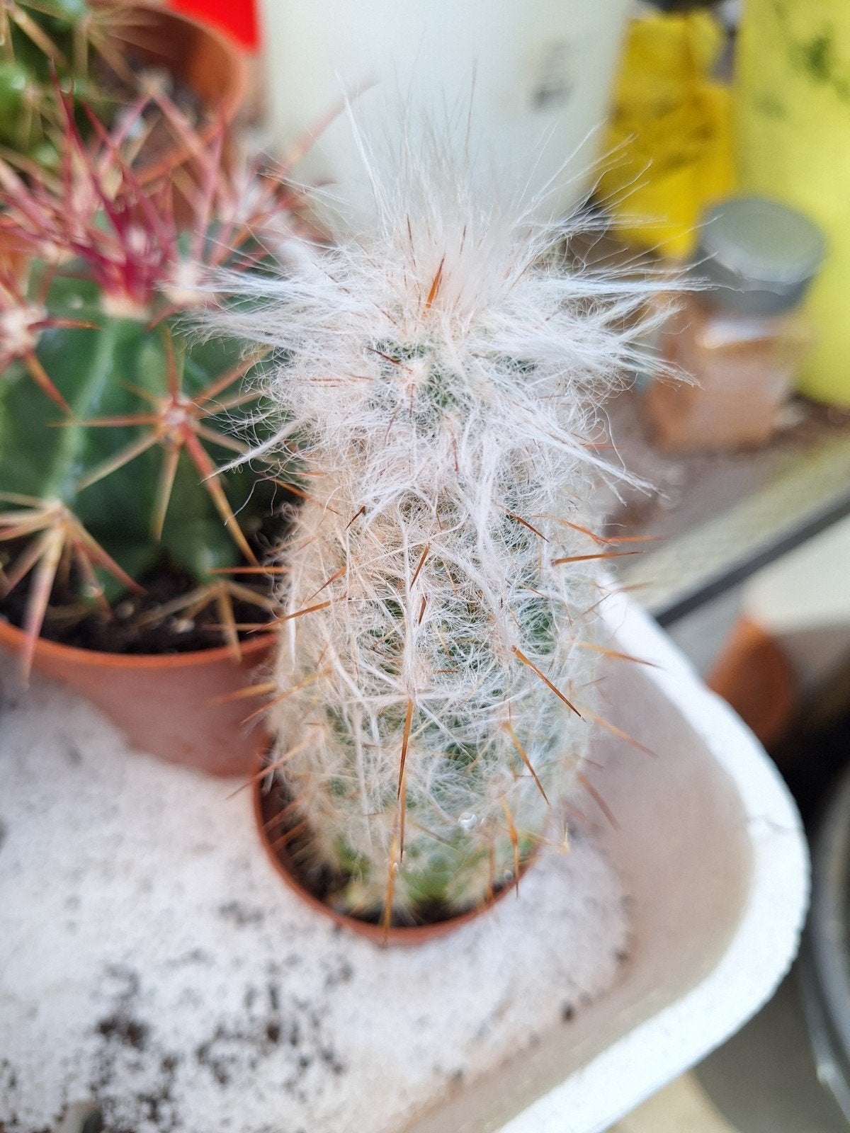 Cactus 5,5cm potje, Ophalen of Verzenden, Cactus, Volle zon, Minder dan 100 cm