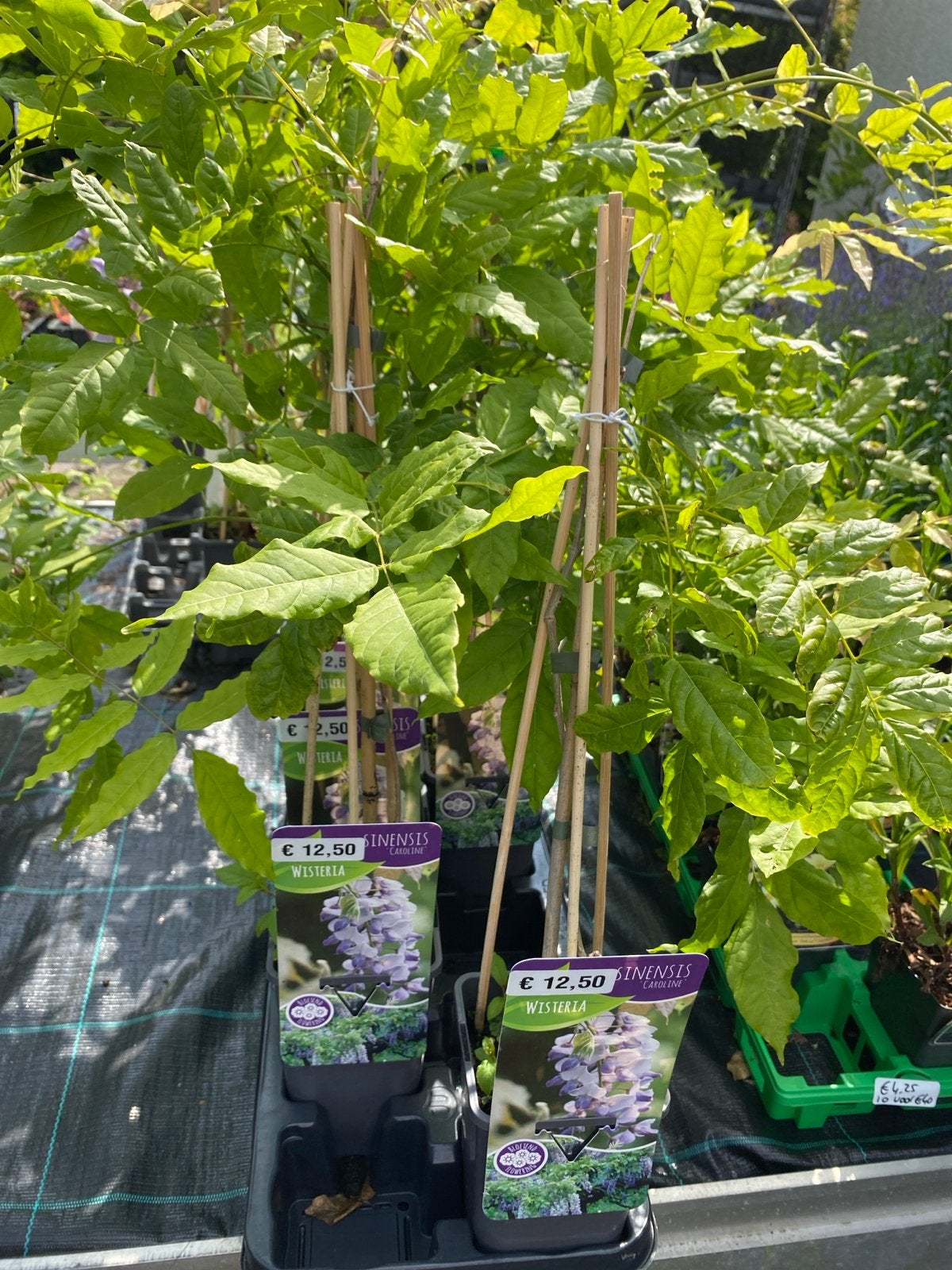 Wisteria Sinensis 'Caroline' - Blauwe Regen, Tuin en Terras, Ophalen, Volle zon, Vaste plant, Klimplanten