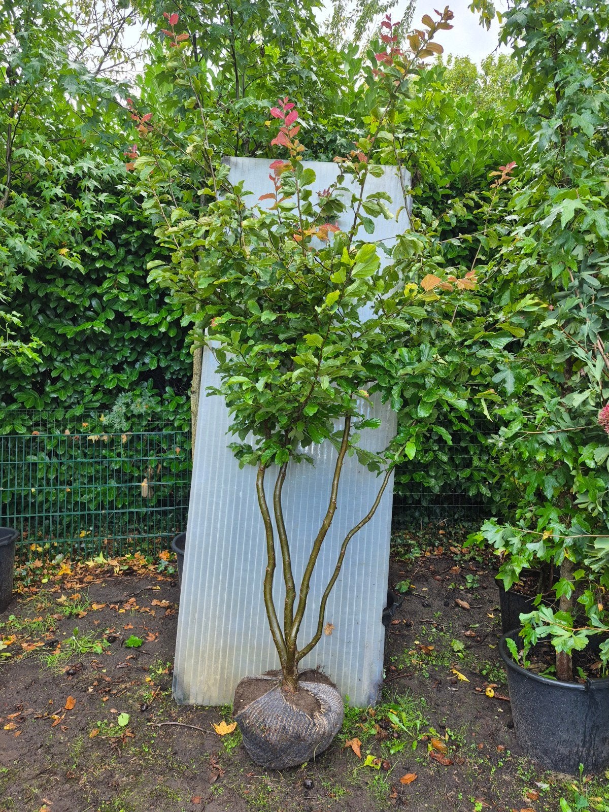 Parrotia persica, Tuin en Terras, Overige soorten, Lente, 250 tot 400 cm, Ophalen