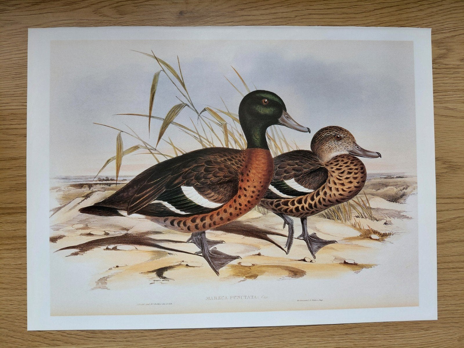 poster prints eenden vogels ornithologie vintage, Huis en Inrichting, Minder dan 50 cm, Ophalen of Verzenden, 5 – 50, Print