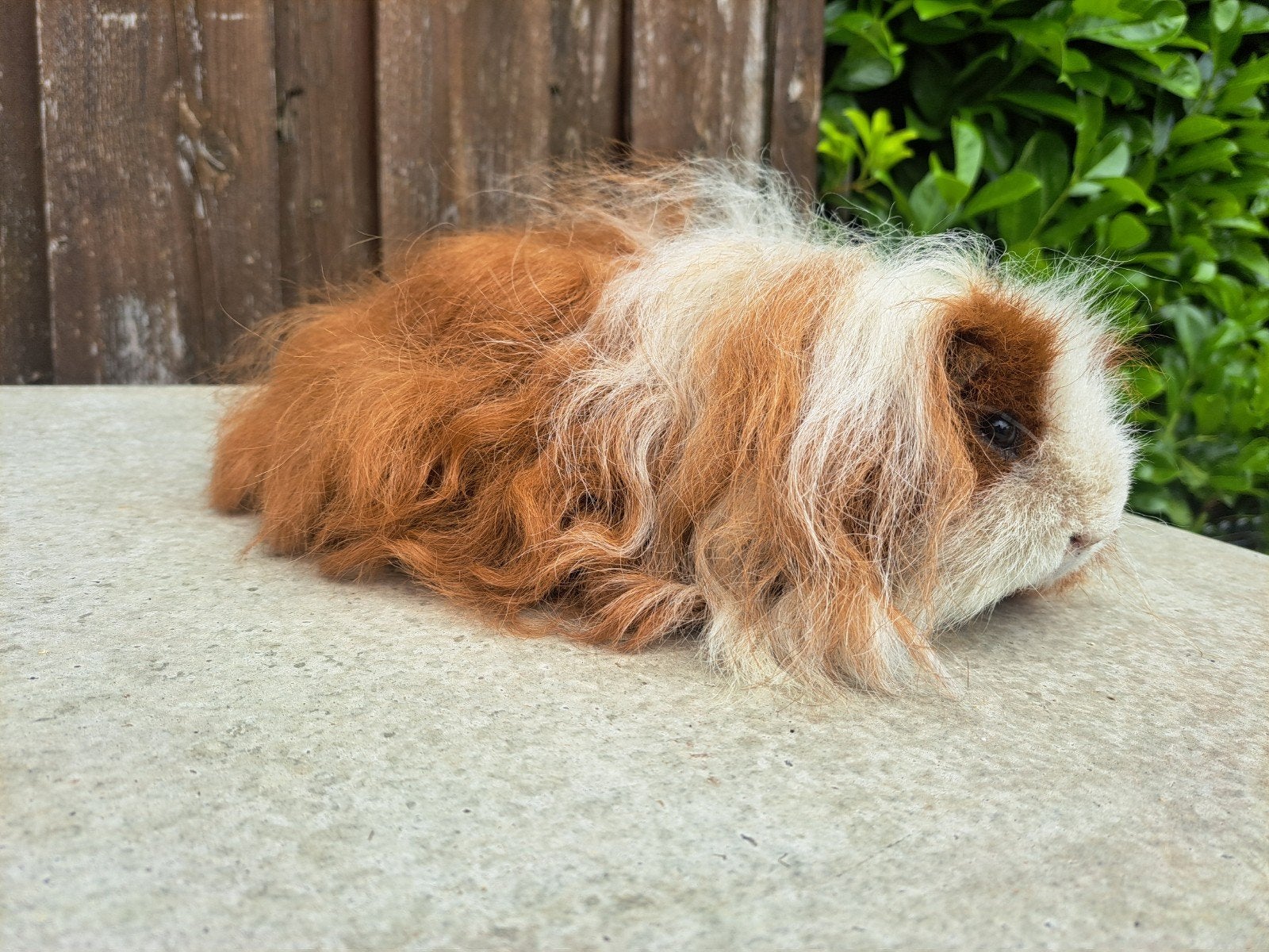 2 volwassen texel rood bont cavia beren, Dieren en Toebehoren, Mei, Mannelijk, Cavia