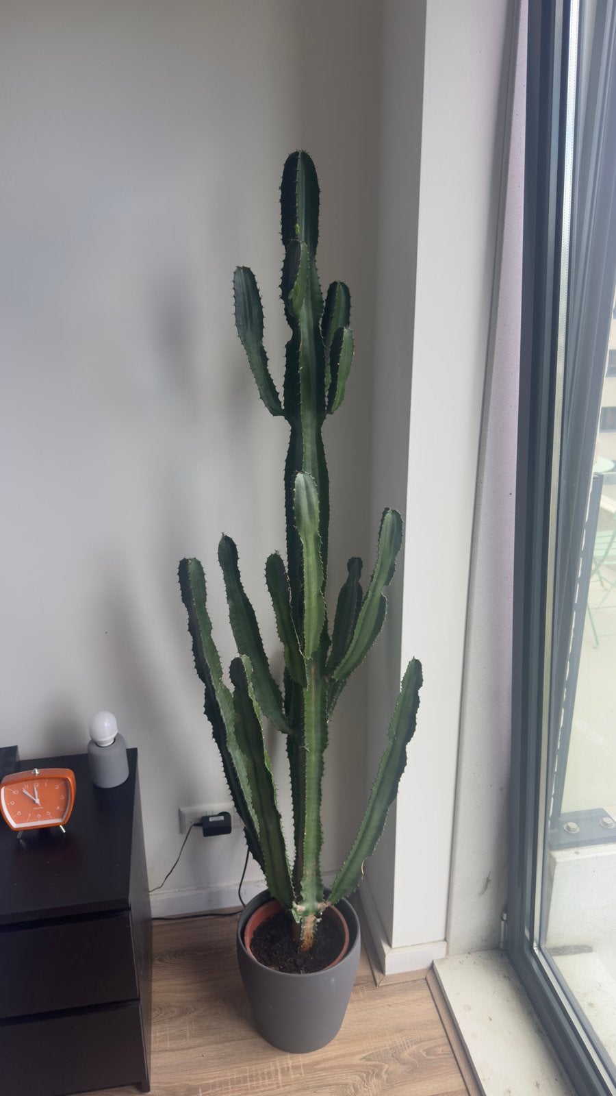 Grote Euphorbia Trigona Cactus - 160 cm of meer, Ophalen, 200 cm of meer, In pot, Cactus