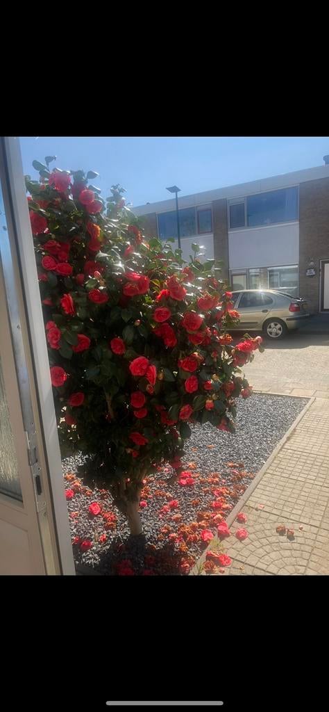Cameliaplant, Tuin en Terras, Planten | Bomen, Overige soorten, 100 tot 250 cm, Zomer, Ophalen