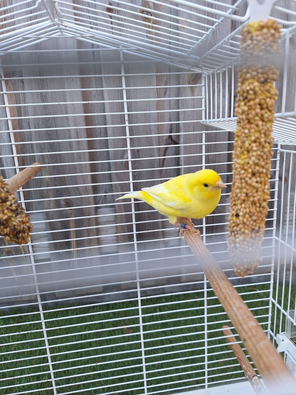 Kanarie met kooi en voer, Dieren en Toebehoren, Vogels | Hokken en Kooien, Ophalen, Zo goed als nieuw, Metaal, Vogelkooi