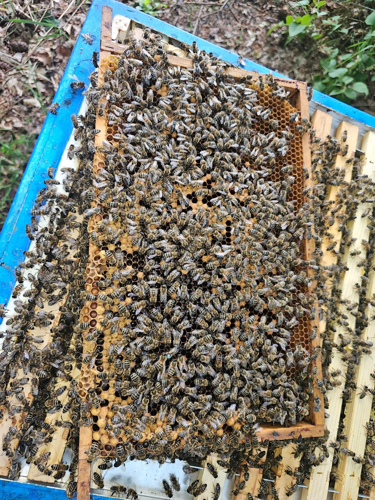 BIJENVOLK CARNICA  TE KOOP, Dieren en Toebehoren, Insecten en Spinnen, Bijen