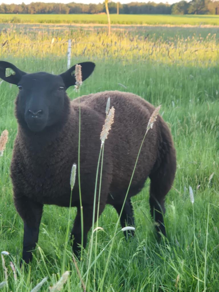 Ooi lam, Vrouwelijk, Schaap, 0 tot 2 jaar
