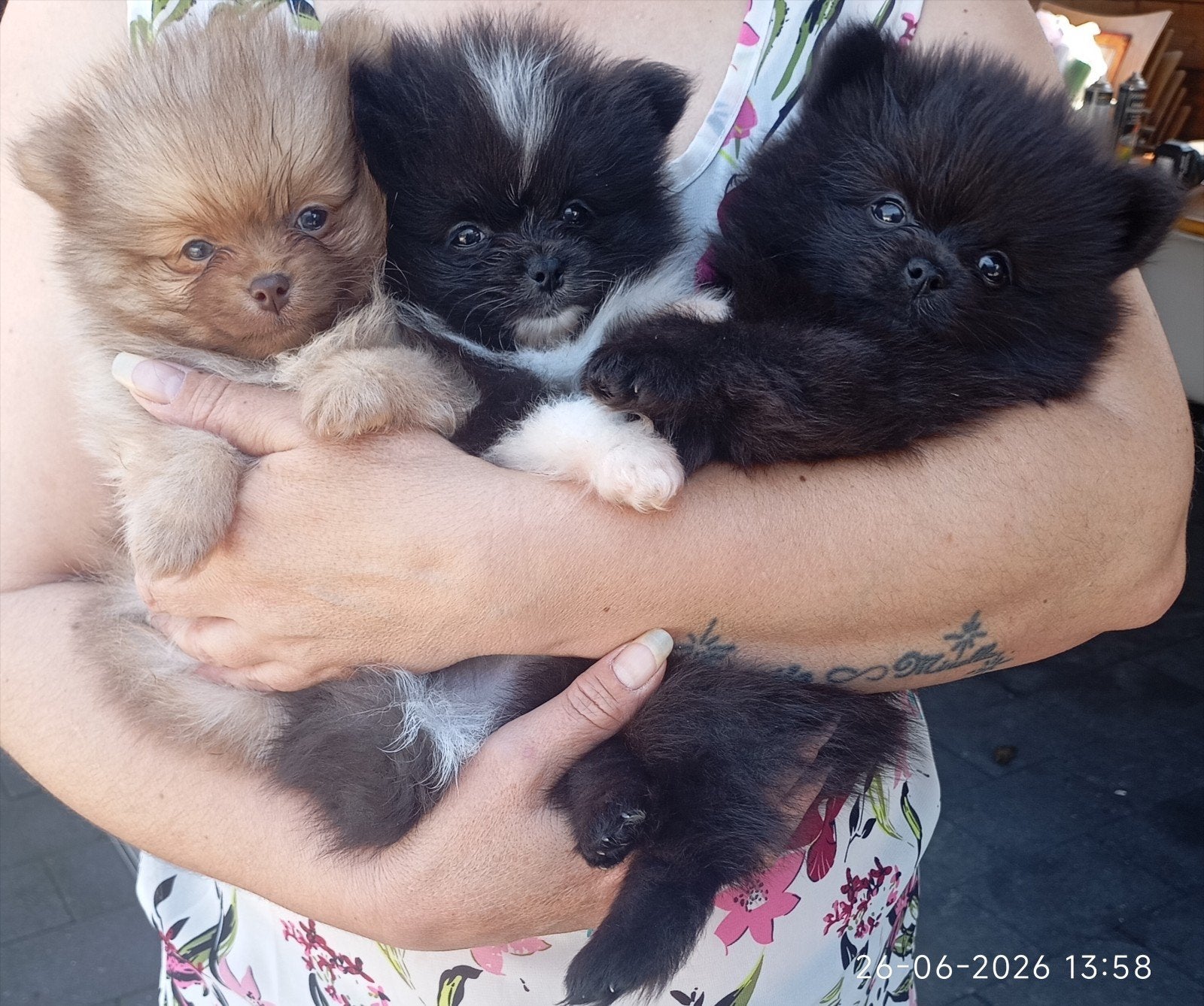 Super mooie pomeriaan pups reutje prijs 1600, Dieren en Toebehoren, Honden | Poolhonden, Keeshonden en Oertypen, Reu, Keeshond