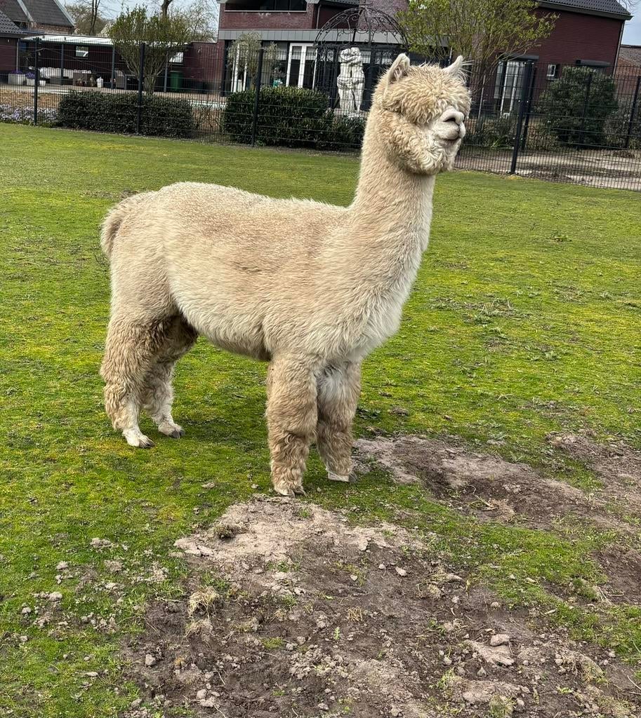 Mooie stamboom alpaca hengst te koop!, Juli, Mannelijk