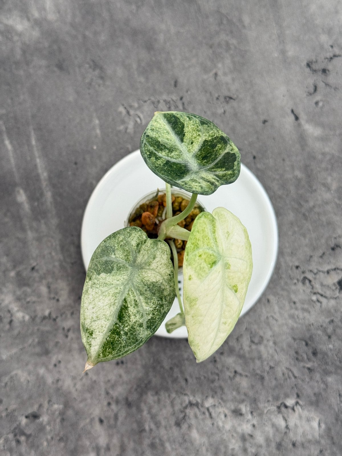 Alocasia Ninja Triclolor Variegata, Ophalen of Verzenden, Halfschaduw, Minder dan 100 cm