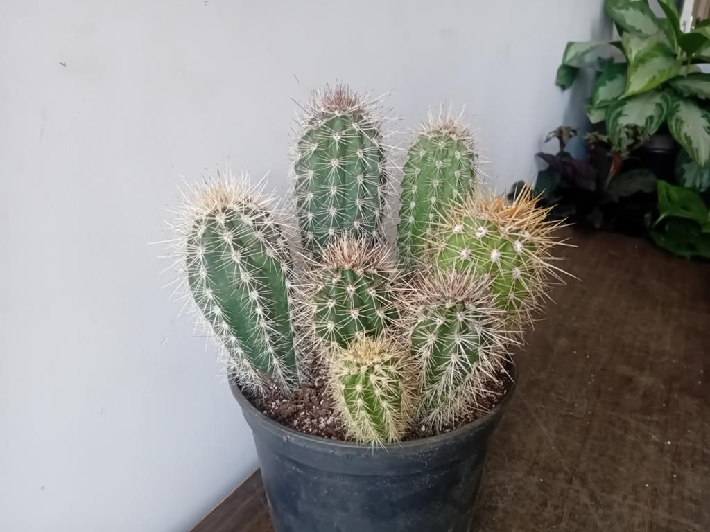 Cactus 35cm, Ophalen, Minder dan 100 cm, In pot, Cactus