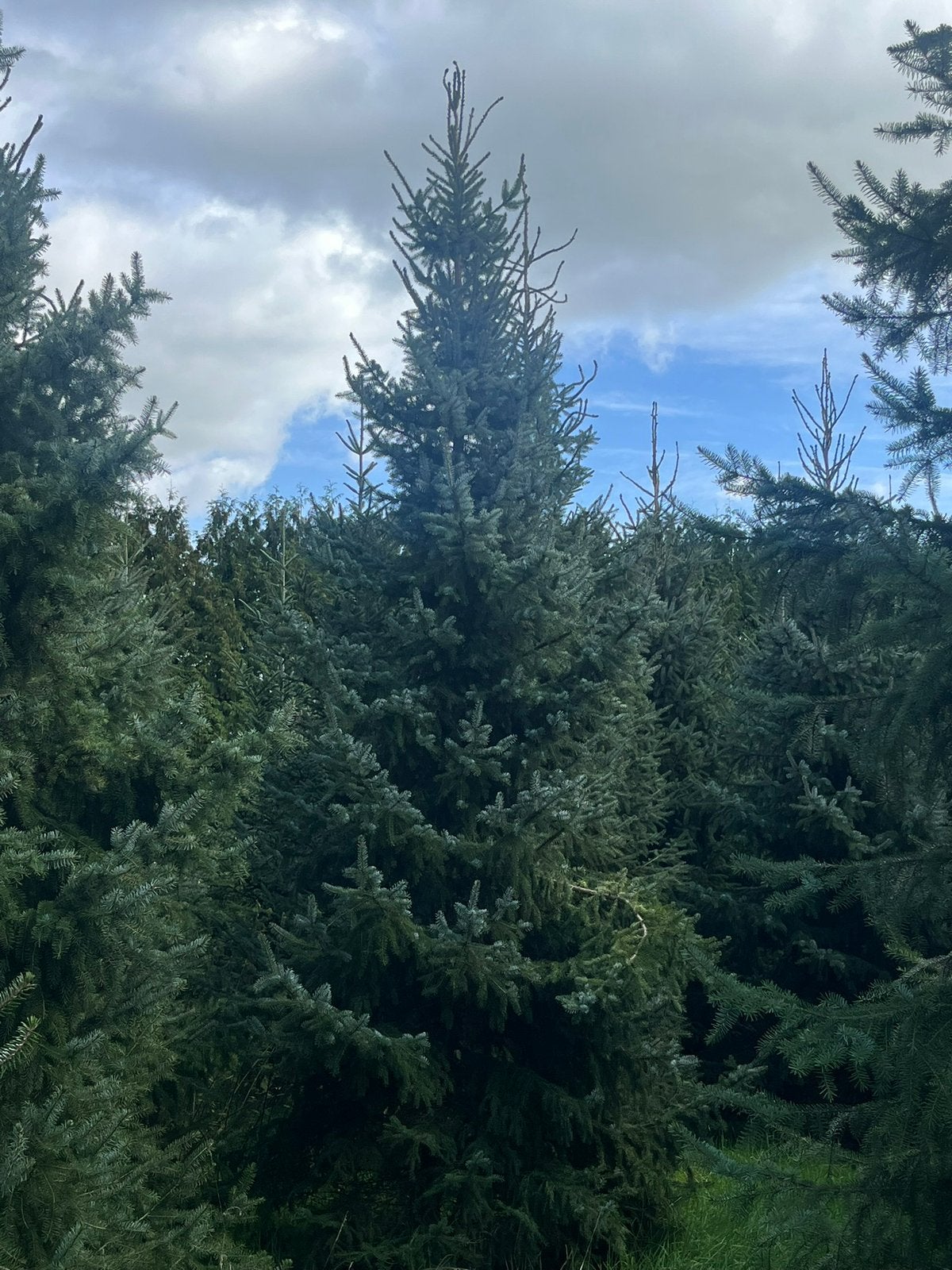 Kerstbomen, Tuin en Terras, Overige soorten, Zomer, 400 cm of meer, Ophalen
