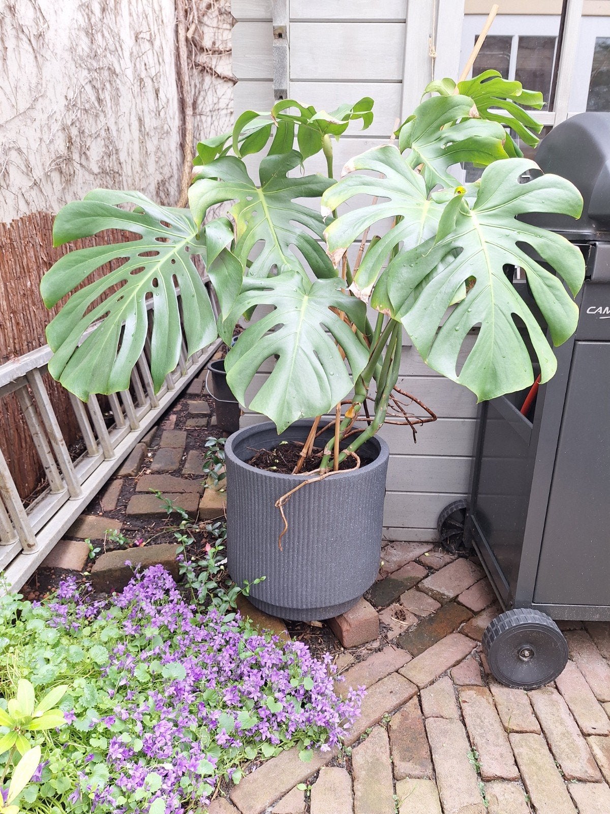 Monstera plant groot € 50 , midden € 35, klein €25, Ophalen of Verzenden, Overige soorten, Volle zon