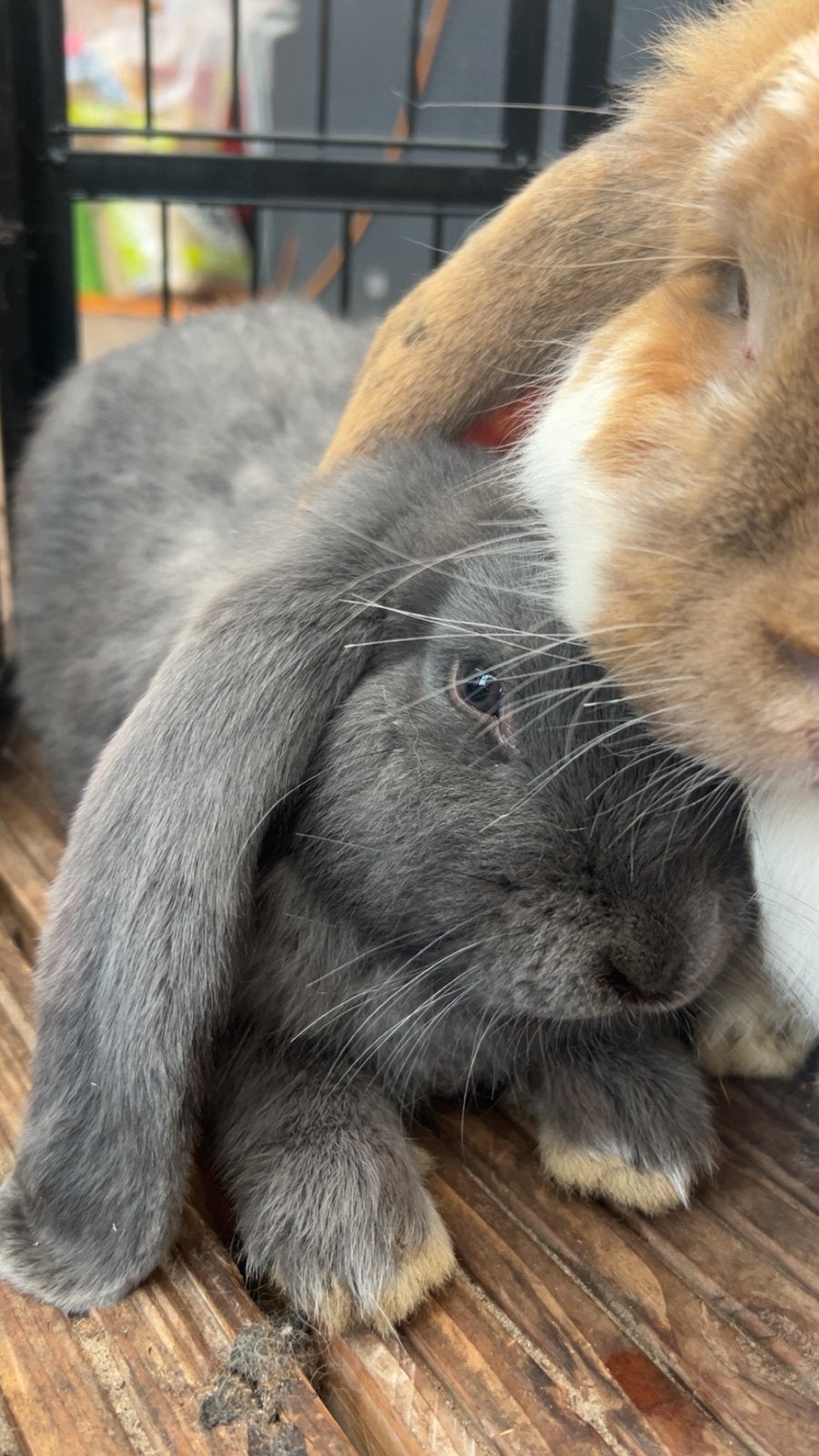 Raszuivere franse hangoor, Dieren en Toebehoren, Konijnen, Mannelijk, Groot, Hangoor, 0 tot 2 jaar