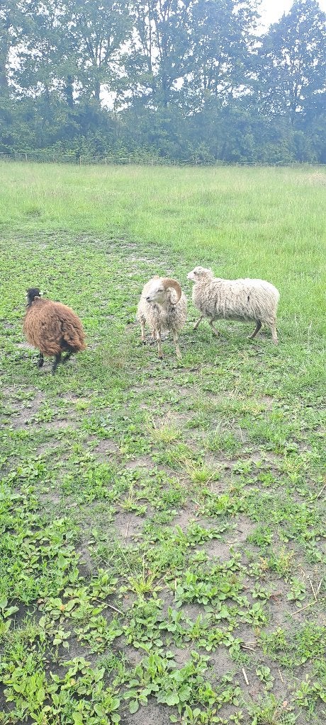Gezocht Quessannt ooien met bezorging Stegeren, Dieren en Toebehoren, Vrouwelijk, Schaap, 3 tot 5 jaar