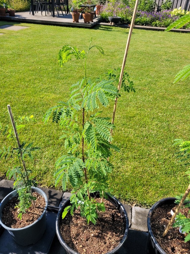 Te koop: Prachtige Leucaena leucocephala (Witte Mimosa), Volle zon, Vaste plant, Zomer, Ophalen