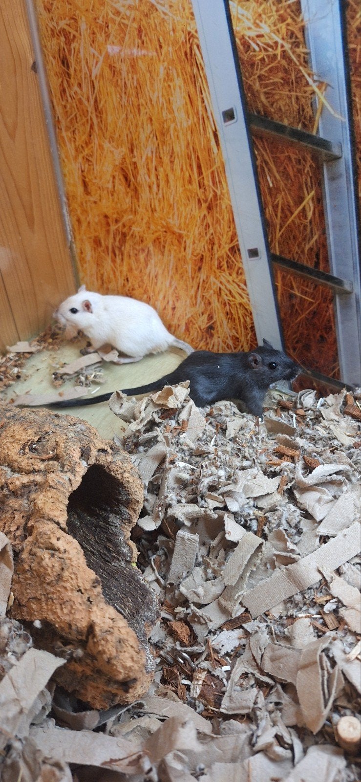 Mongoolse gerbils man, Dieren en Toebehoren, April, Mannelijk, Overige typen, Tam