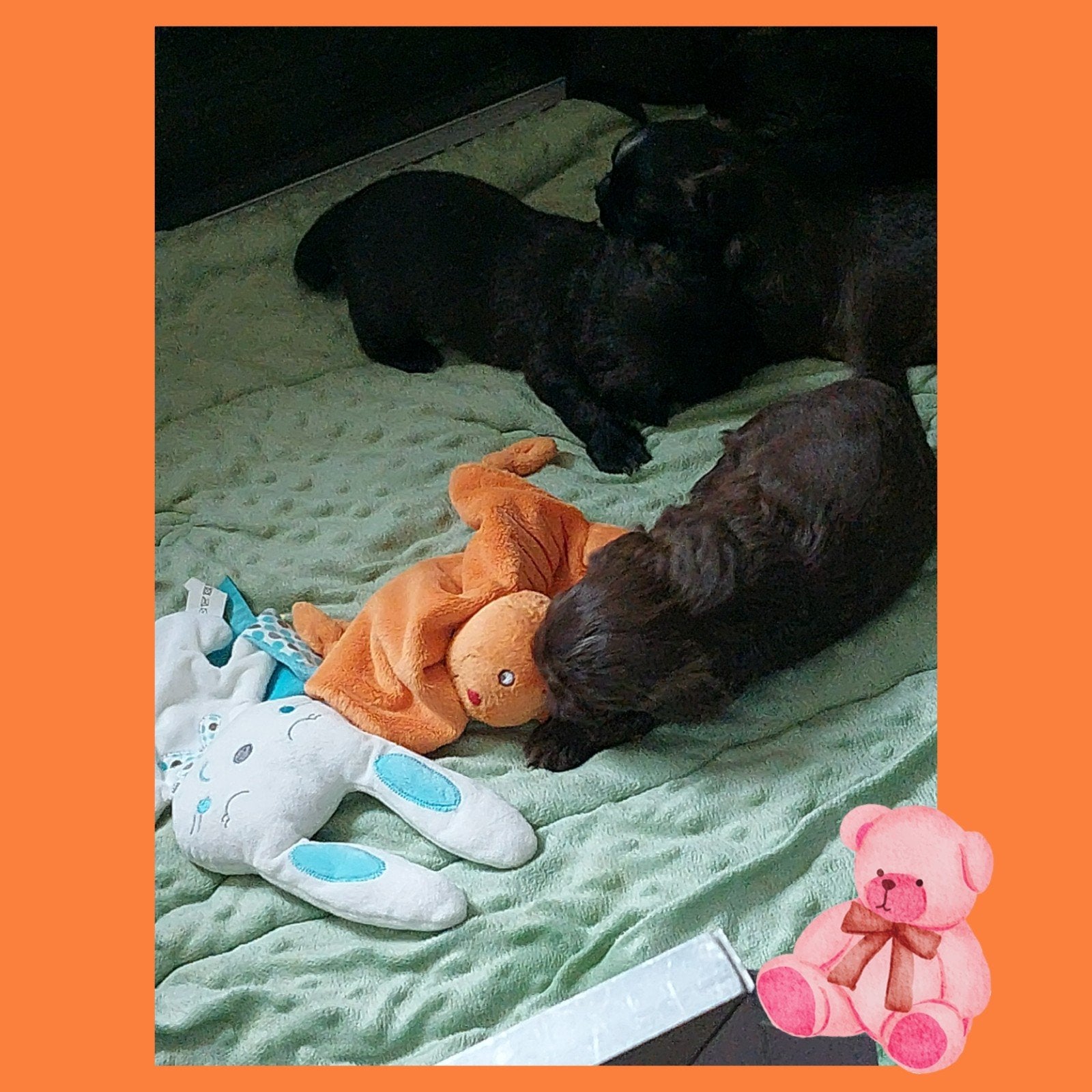 Shih tzu pups 💖, Overige rassen, 8 tot 15 weken, Meerdere, Meerdere dieren