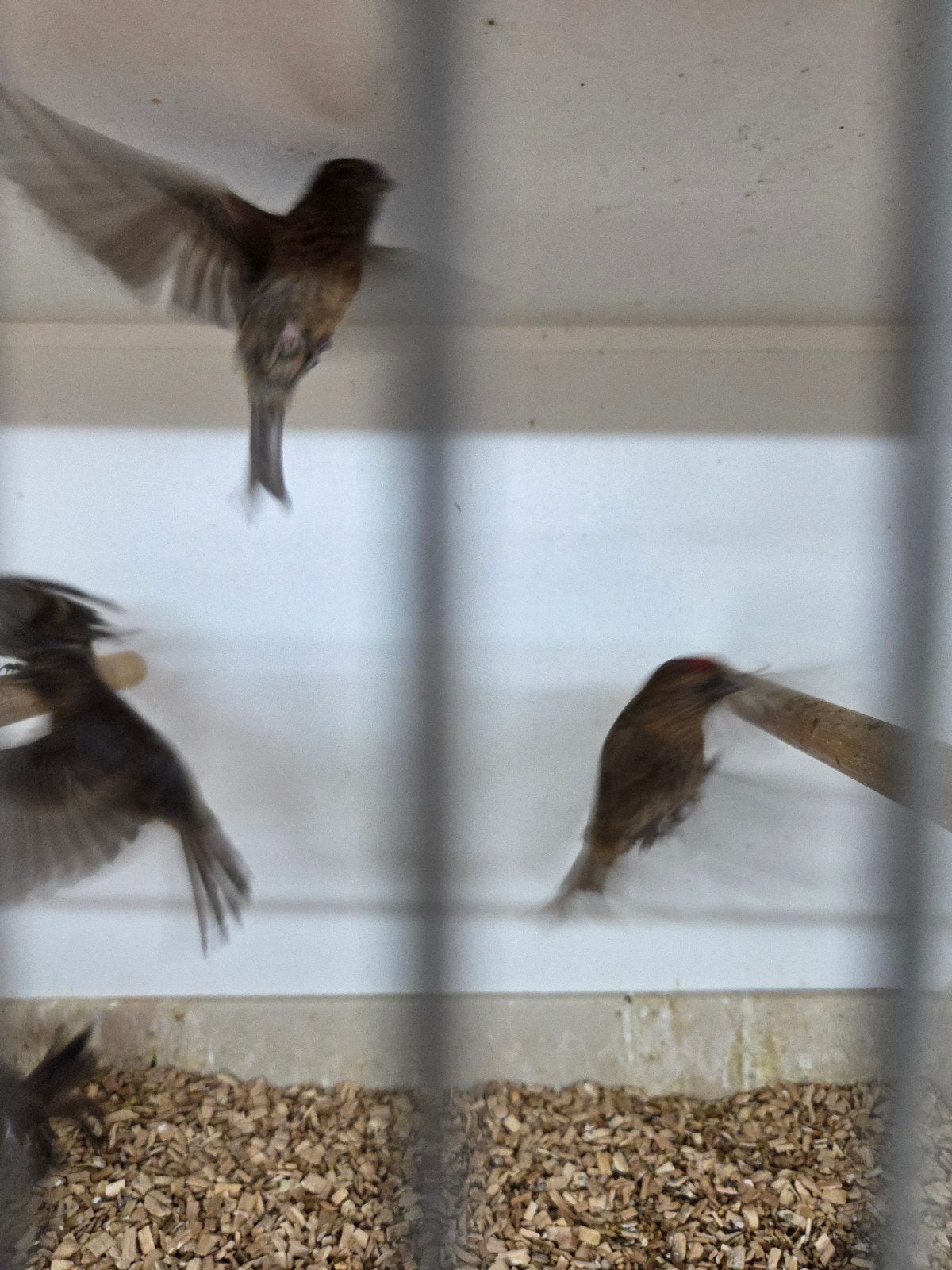 Vele vogels, Meerdere dieren, Parkiet
