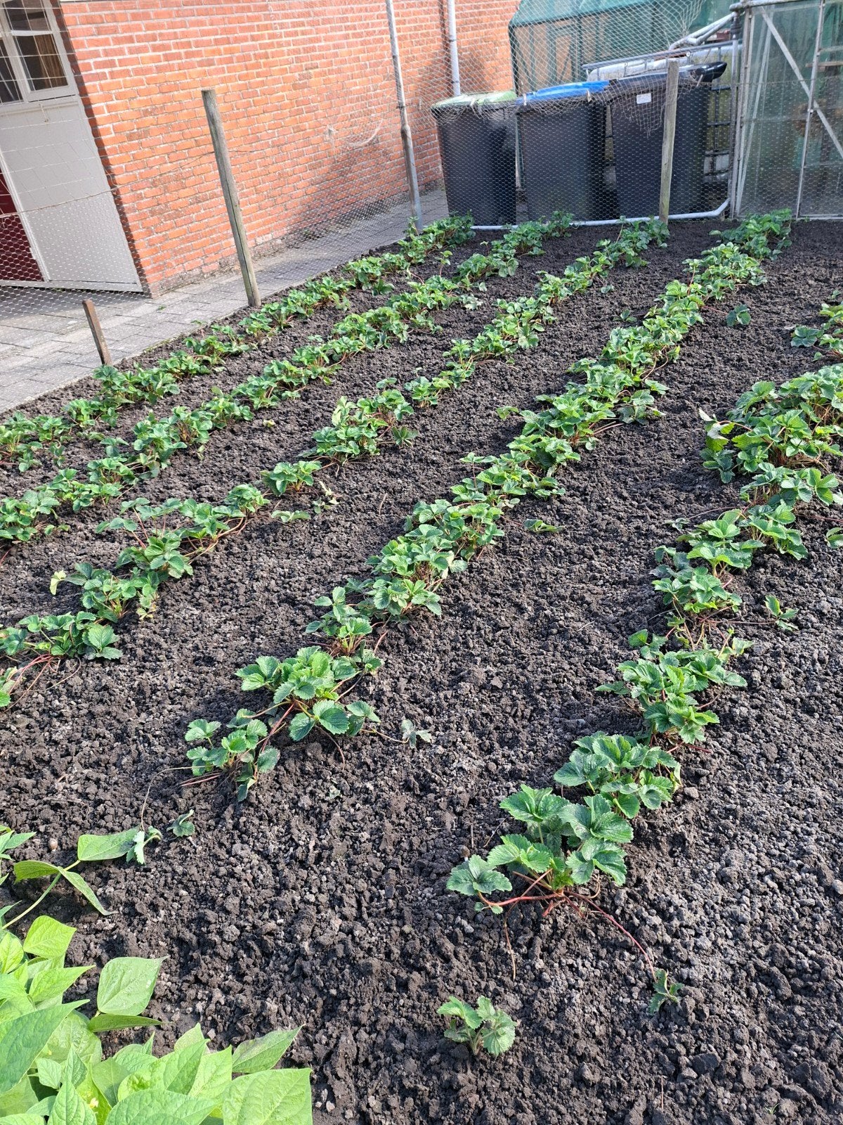 aardbeien planten Sonata, Ophalen, Overige soorten, Minder dan 100 cm